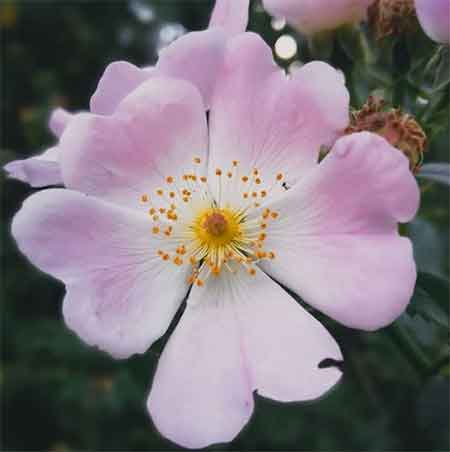 دانلود آهنگ سرباز عباس بابایی